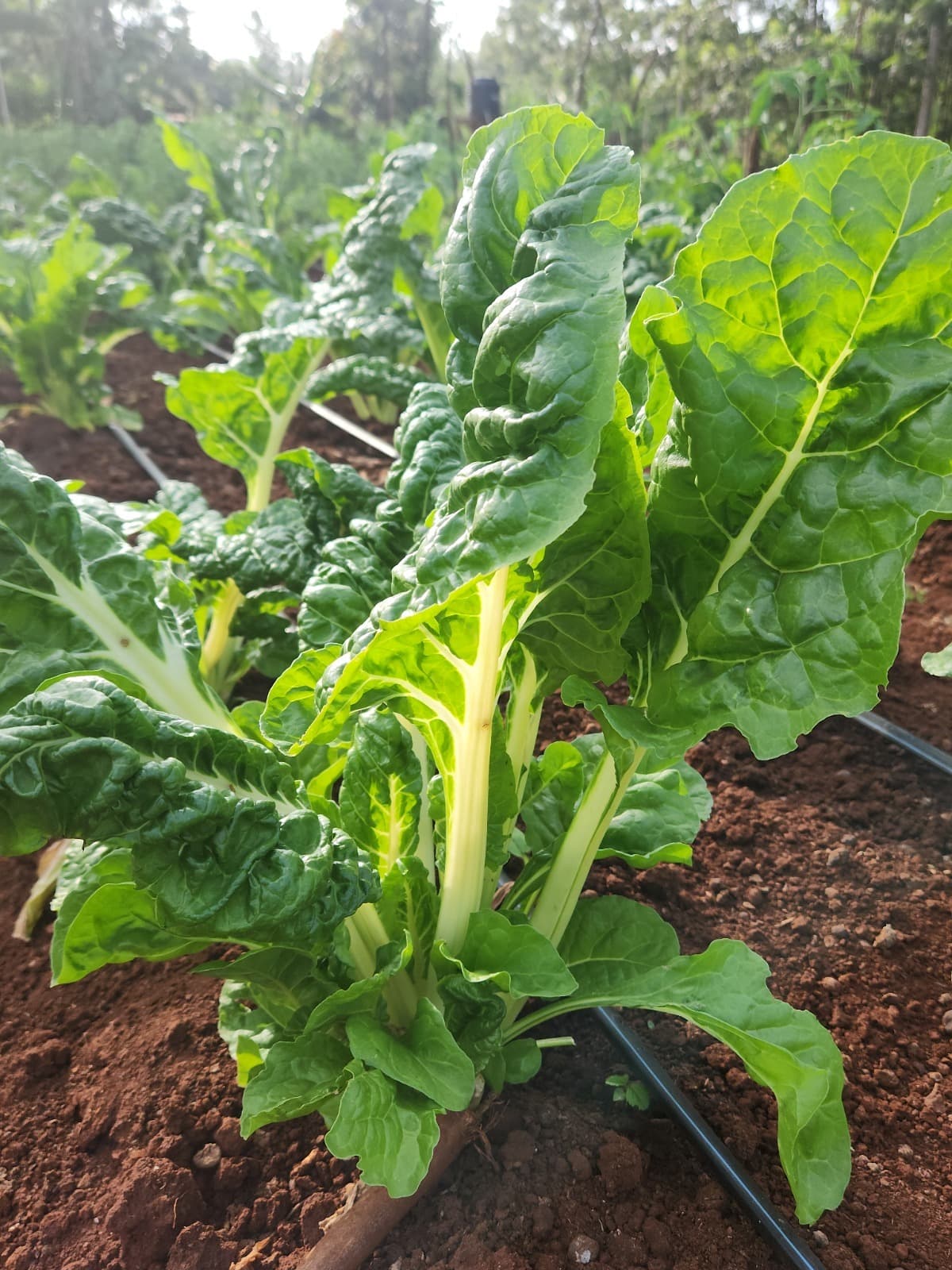 Healthy crops, naturally protected for better nutrition.