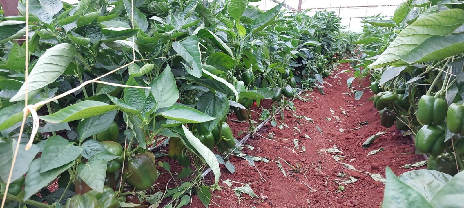 Premium capsicum crop supported by biologicals.
