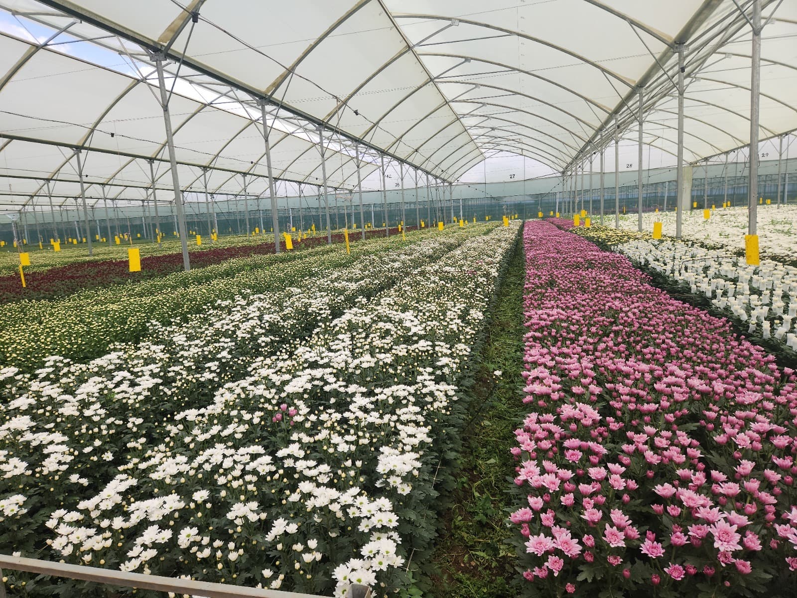 Stunning Mums through advanced biological pest and disease management.