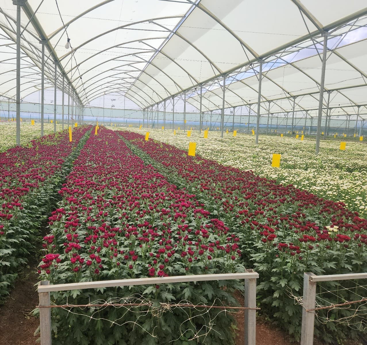 Behind every perfect bloom is a careful balance of nature.