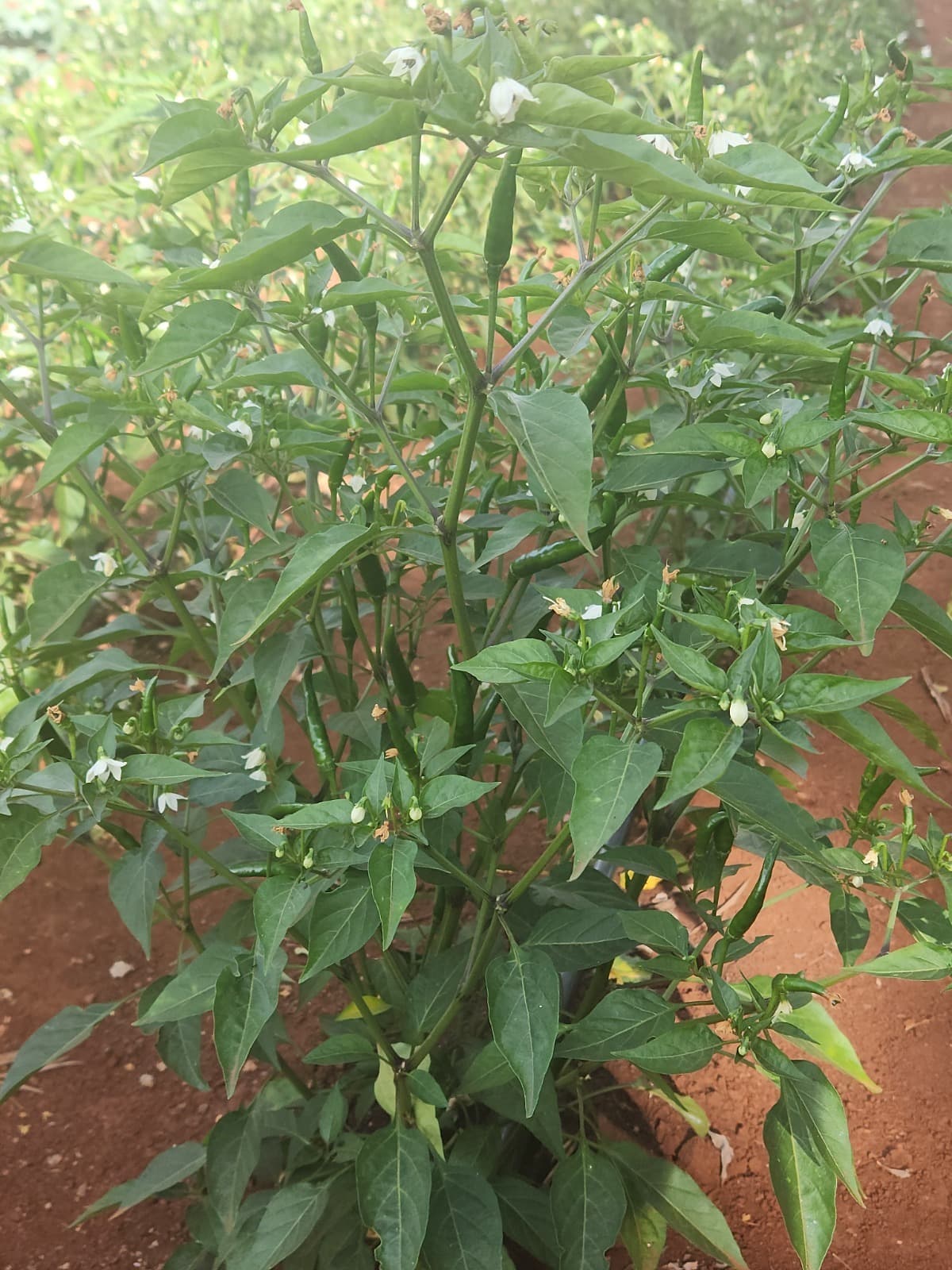 Spicing up with the power of biocontrol