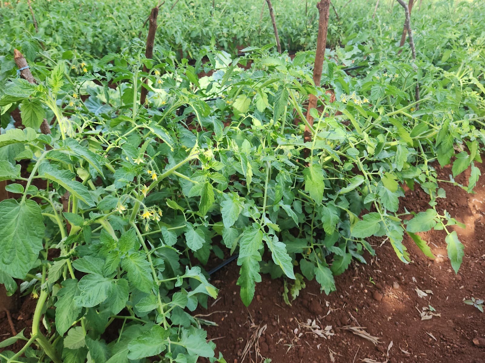 From Farm to Fork, the Organic Way.