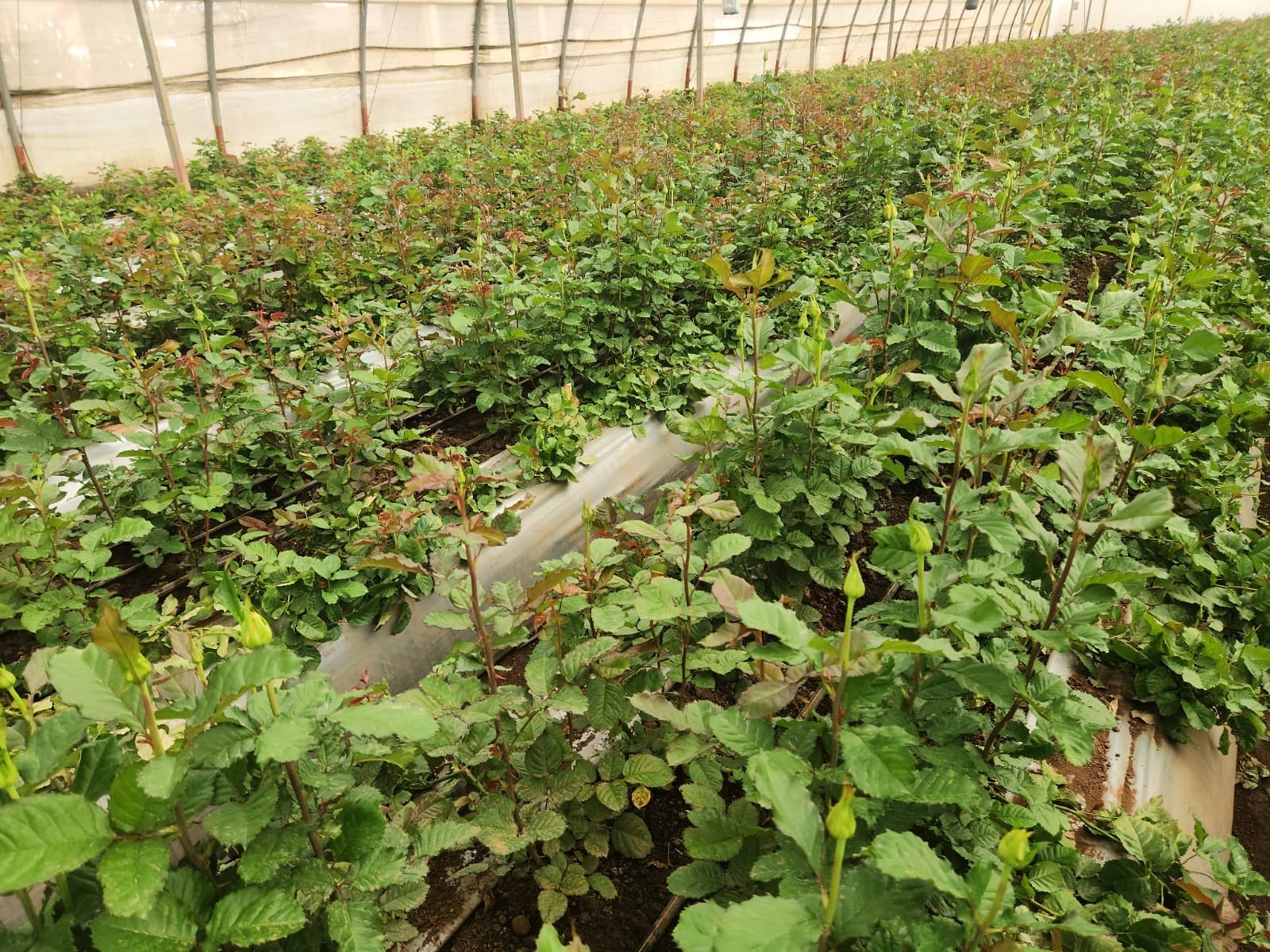 We support you to cultivate beatiful Blooms