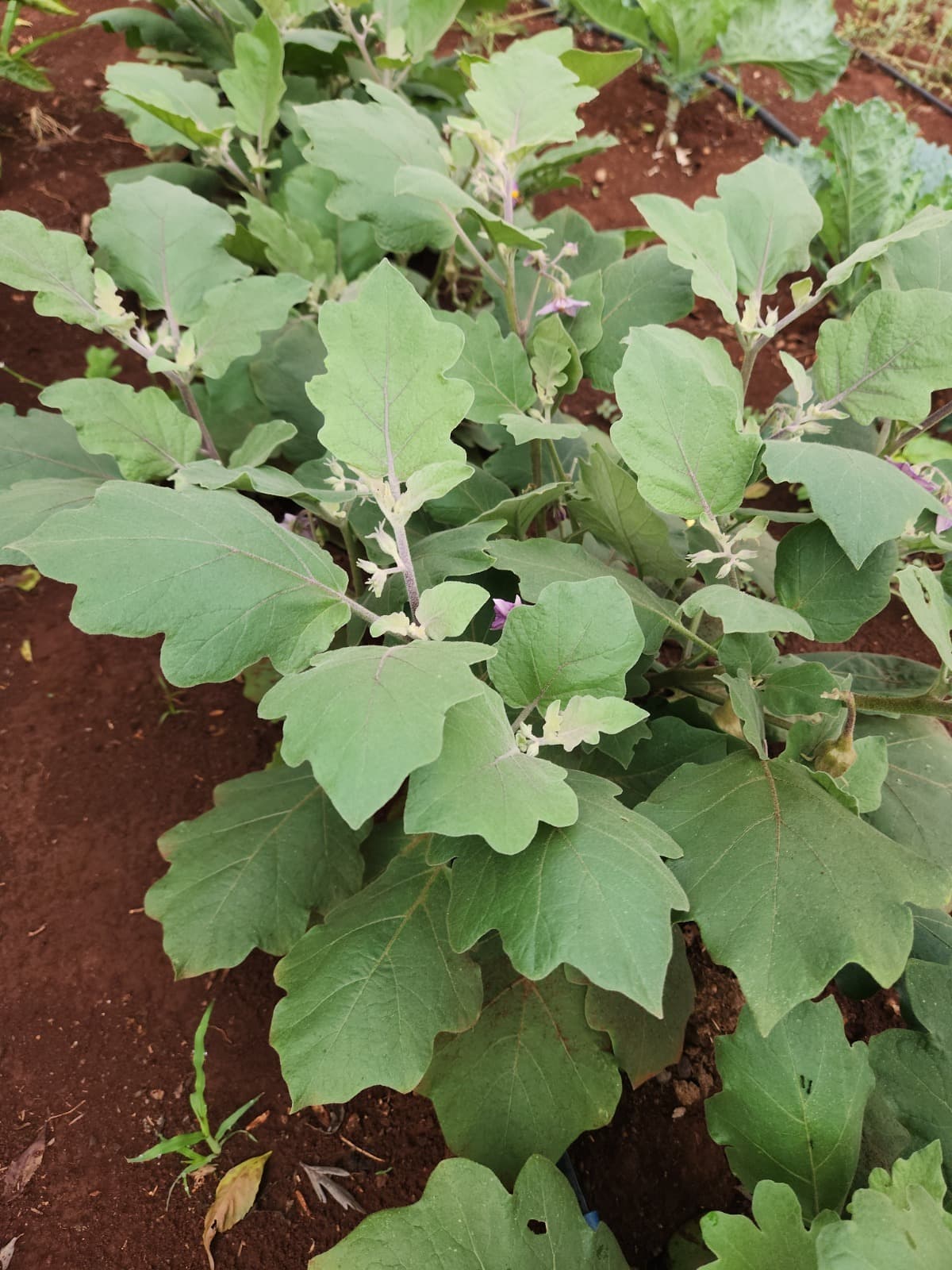 Nurtured by Nature: Healthy soil, healthy eggplants.