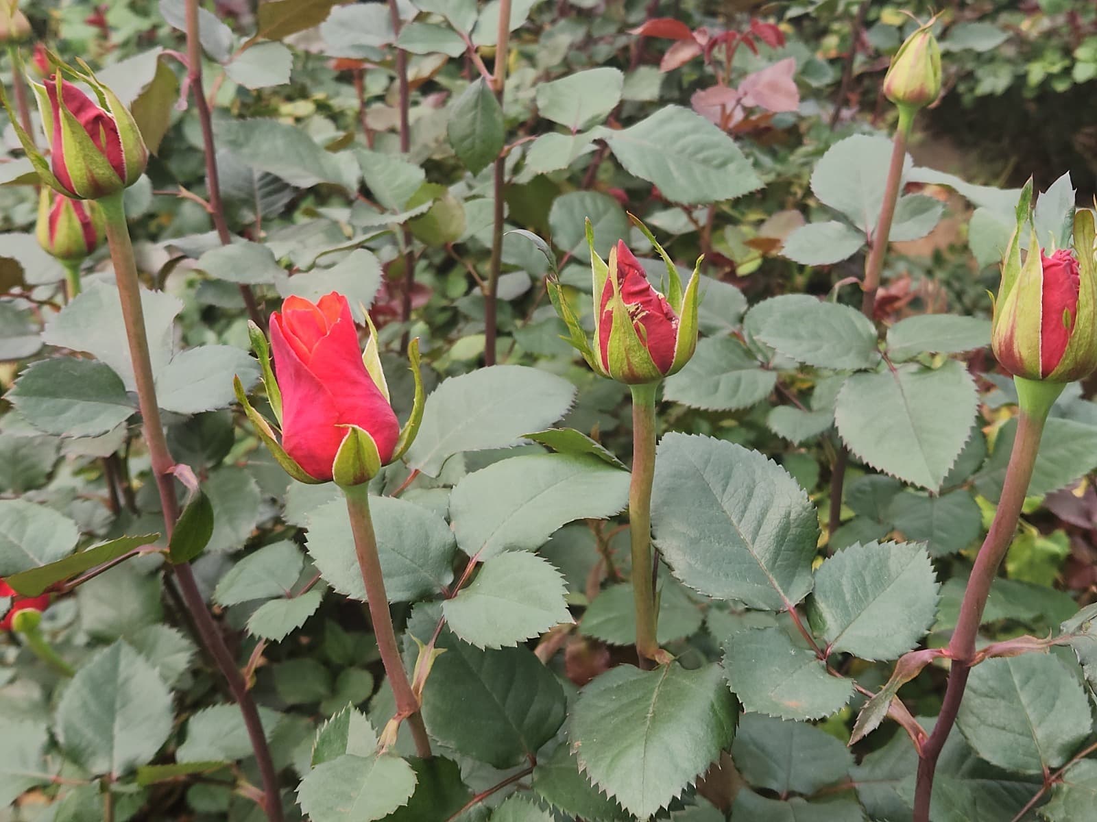 Blooming naturally: Supported by Biology.