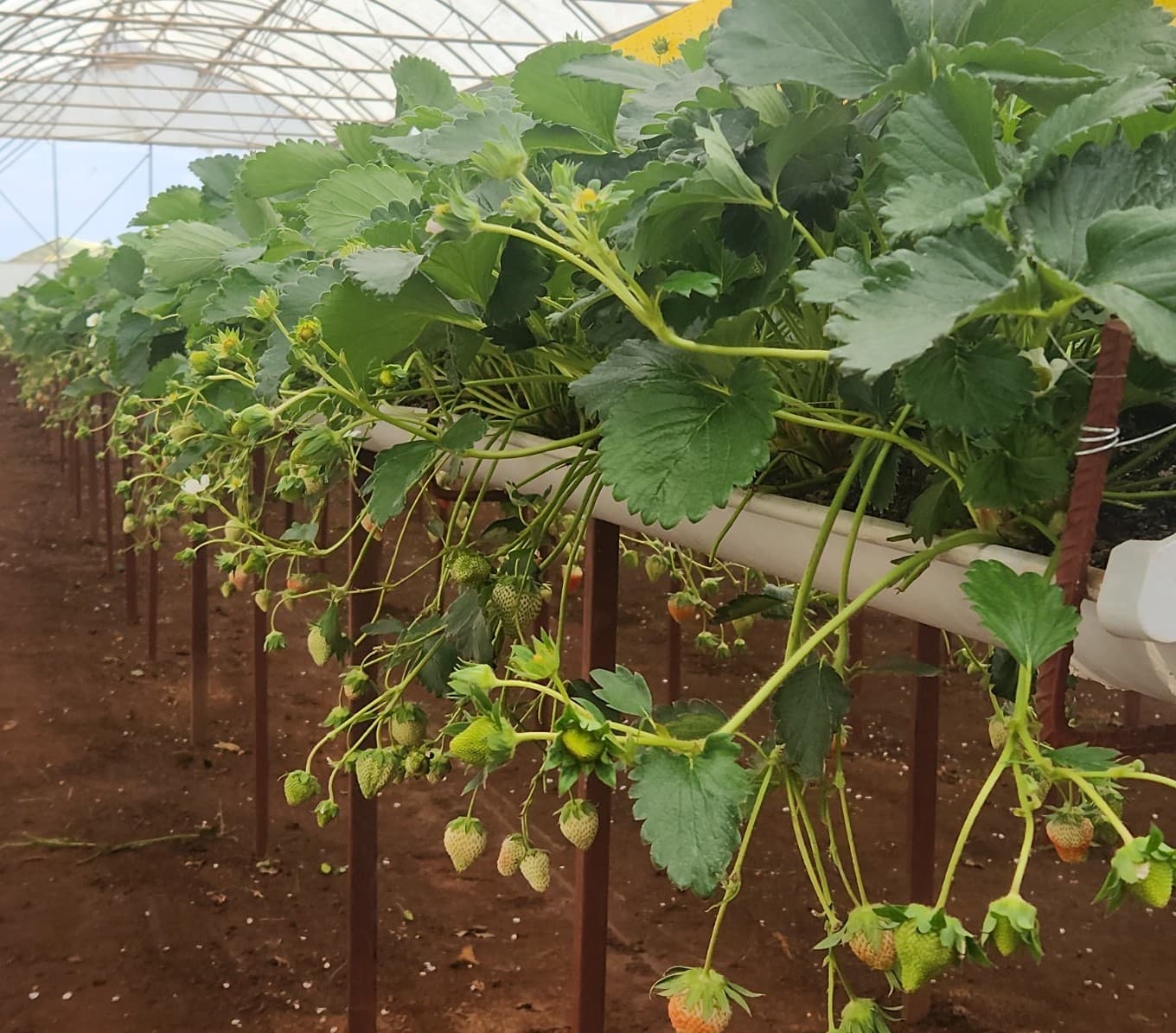 Residue-Free Strawberry for you.