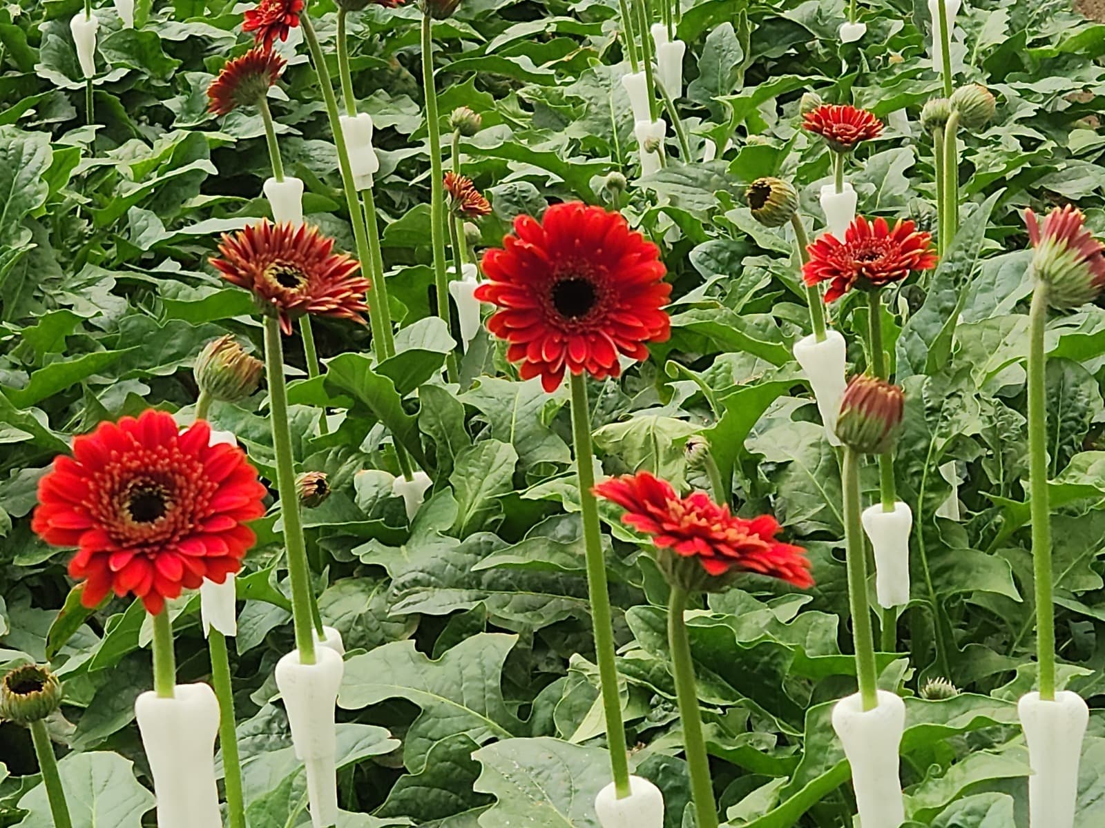 Premium Quality Germini crop supported by biologicals