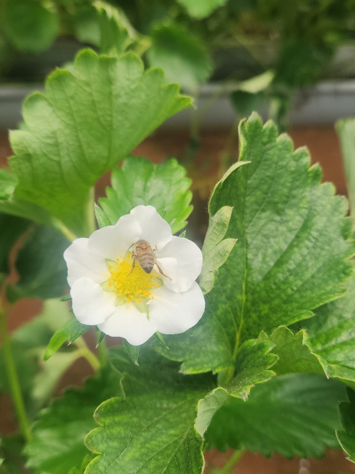 Harmoniuous coexistence with pollinators)