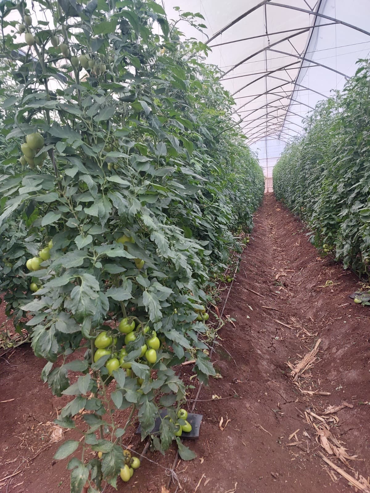 Supporting growers deliver premium tomatoes